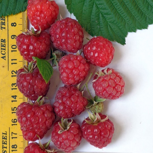Las mejores variedades de frambuesas: descripciones, plantación y cuidado, foto