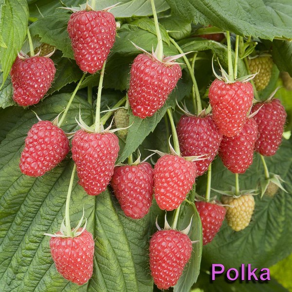 Las mejores variedades de frambuesas: descripciones, plantación y cuidado, foto