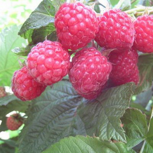 Las mejores variedades de frambuesas: descripciones, plantación y cuidado, foto