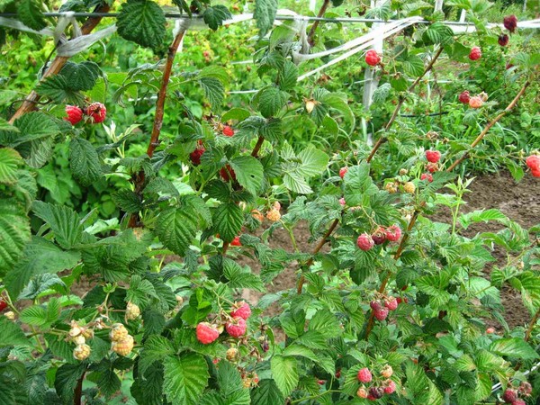 Las mejores variedades de frambuesas: descripciones, plantación y cuidado, foto