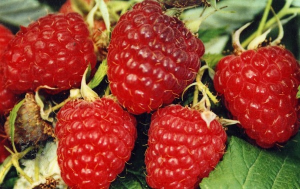 Las mejores variedades de frambuesas: descripciones, plantación y cuidado, foto