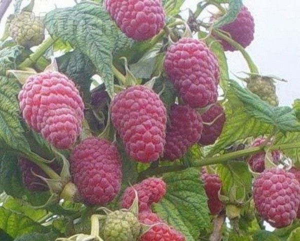 Las mejores variedades de frambuesas: descripciones, plantación y cuidado, foto