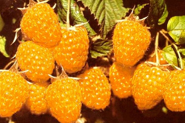 Las mejores variedades de frambuesas: descripciones, plantación y cuidado, foto