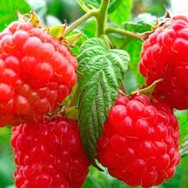 Las mejores variedades de frambuesas: descripciones, plantación y cuidado, foto