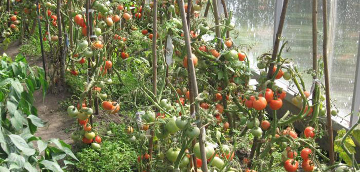 Las mejores variedades de tomates para invernaderos