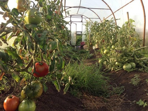 Las mejores variedades de tomates para invernaderos