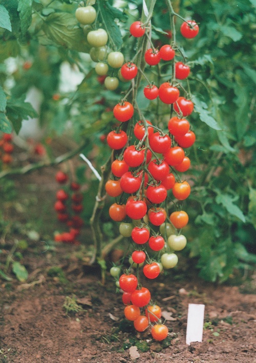 Las mejores variedades de tomates para invernaderos