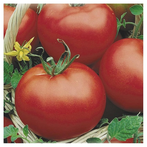 Las mejores variedades de tomates para invernaderos