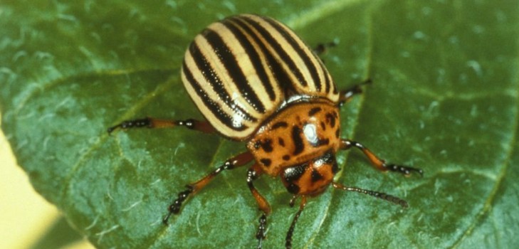 Invasores en el extranjero: métodos efectivos para combatir el escarabajo de la patata de Colorado