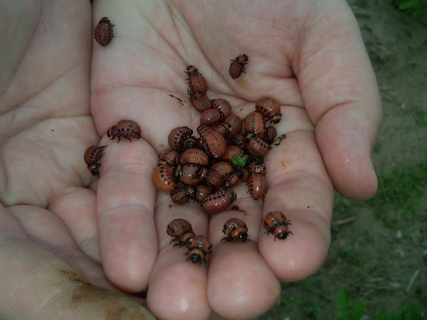 Invasores en el extranjero: métodos efectivos para combatir el escarabajo de la patata de Colorado