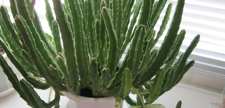 Stapelia: cuidados adecuados en casa, hermosas fotos de flores