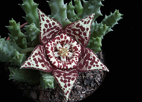 Stapelia: foto y cuidado en casa