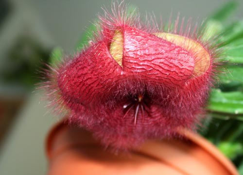 Stapelia: cuidados adecuados en casa, hermosas fotos de flores