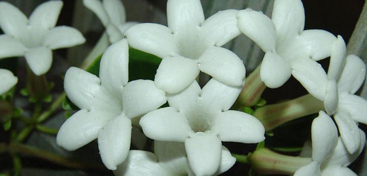 Stephanotis: cuidado y foto