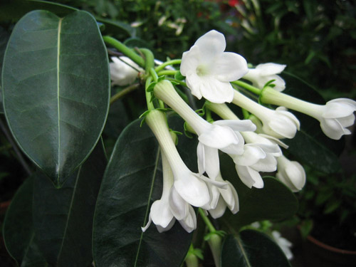 Cómo cuidar los stephanotis de Floribunda