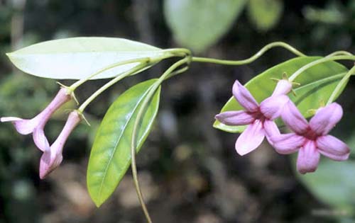 Trasplante de jazmín de Madagascar