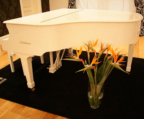 Cuidado de strelitzia