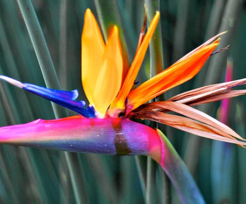 Strelitzia: foto y cuidado en casa