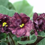 Plantas de interior amantes de las sombras