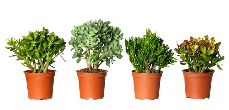 Cuidado para Peony