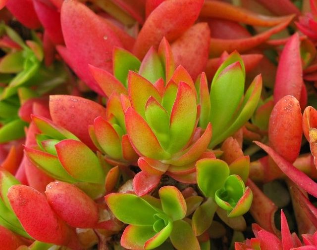 Cuidado para Peony