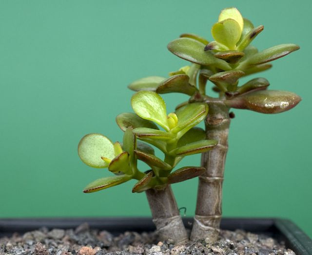 Cuidado para Peony