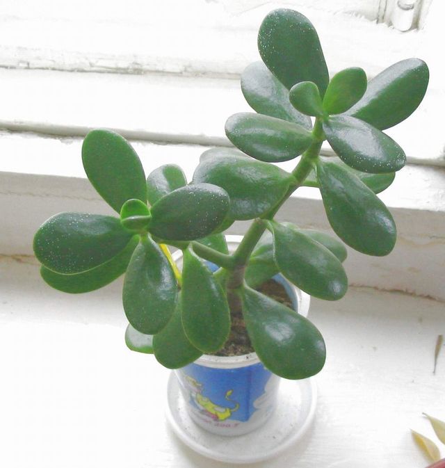 Cuidado para Peony