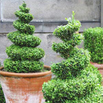 Arte de Topiary Arte de Topiary