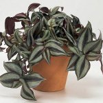 Tradescantia: descripción y cuidado Tradescantia: descripción y cuidado