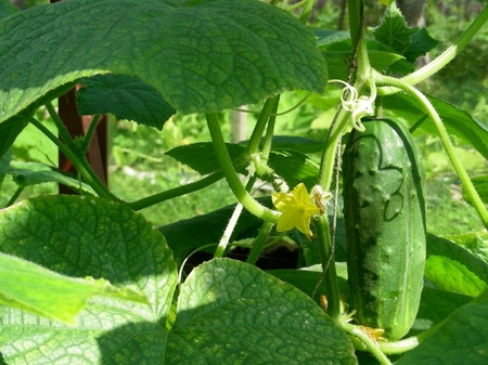 Fertilizantes para pepinos: tipos y métodos de fertilización