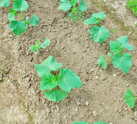 Fertilizantes para pepinos: tipos y métodos de fertilización