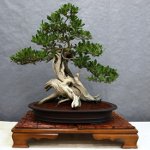 Cuidado para bonsai