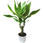 Cuidado para dracaena Cuidado para dracaena
