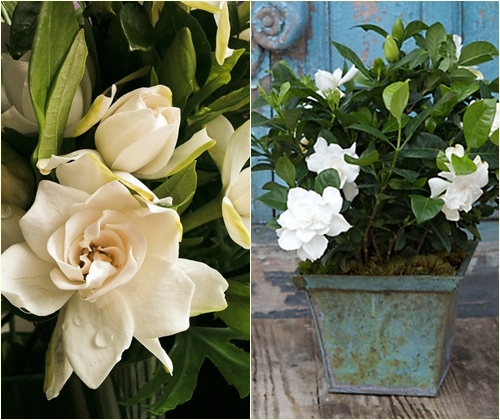 Cuidado de gardenia en casa, foto