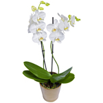 Orquídea