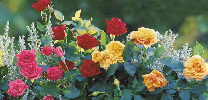 Cuidado de rosas después del invierno Cuidado de rosas después del invierno