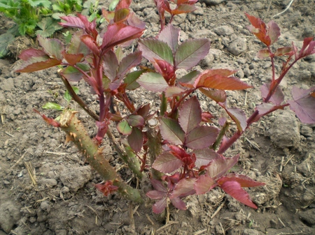Cuidado de rosas después del invierno Cuidado de rosas después del invierno