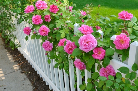 Cuidado de rosas después del invierno Cuidado de rosas después del invierno
