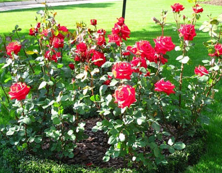 Cuidado de rosas después del invierno