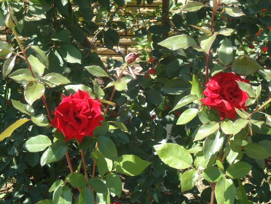 Cómo cuidar adecuadamente las rosas de jardín