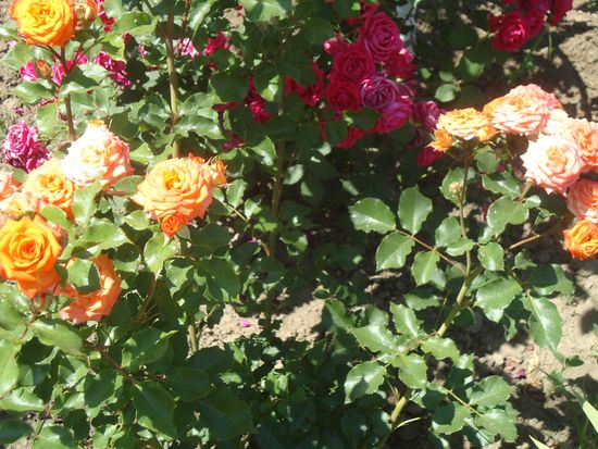 Cómo cuidar adecuadamente las rosas de jardín
