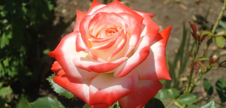 Cómo cuidar adecuadamente las rosas de jardín