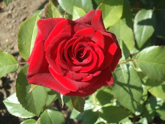 Cómo cuidar adecuadamente las rosas de jardín