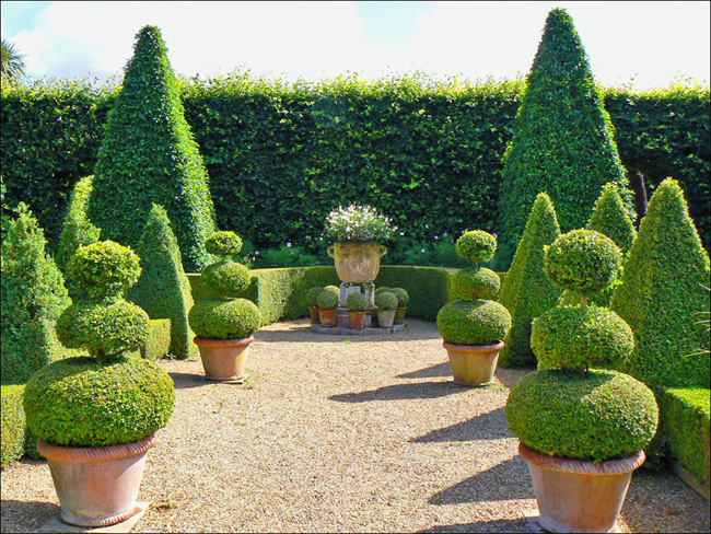 Cuidado para topiary