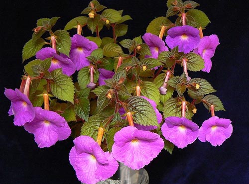 Cultivo de achymenes