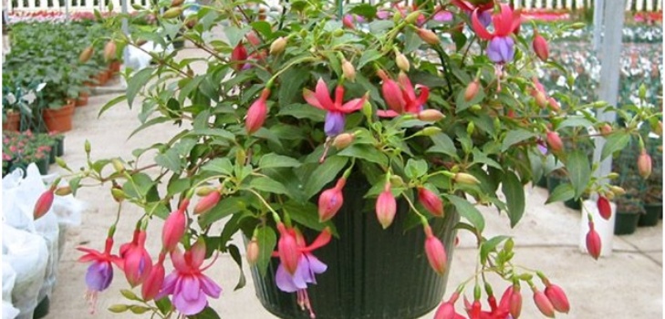 flor fucsia