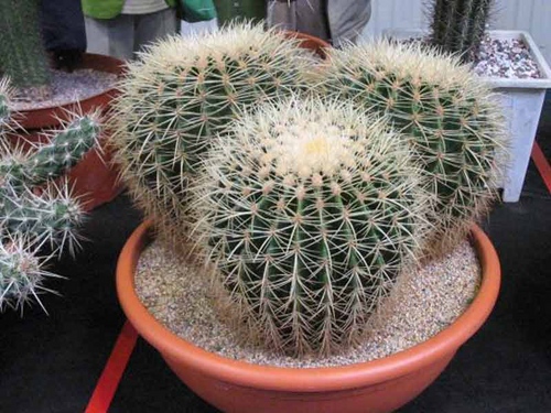 Tipos de cactus: ¿cómo se llaman cactus domésticos?
