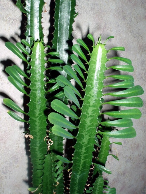 Tipos de cactus: ¿cómo se llaman cactus domésticos?