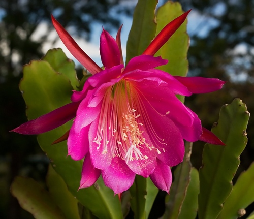 Tipos de cactus: ¿cómo se llaman cactus domésticos?
