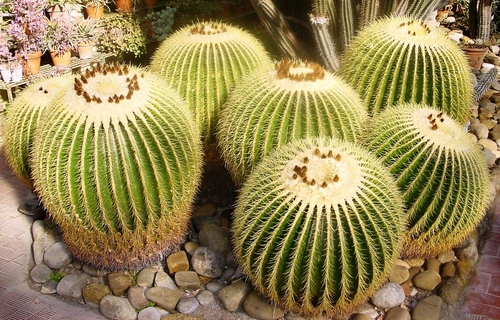 Tipos de cactus: ¿cómo se llaman cactus domésticos?